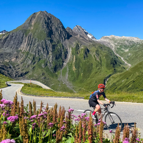 cyclist climbing nufenen pass Swiss alps with north face of the Eiger backdrop and purple flowers foreground on marmot tours cycling holiday