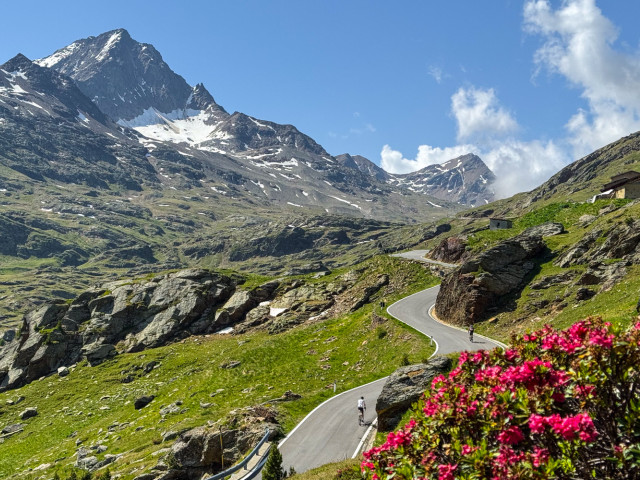 cyclists climbing passo di Gavia alongside floral landscape with snowy mountain peaks on marmot tours Stelvio and Eastern Switzerland cycling holiday
