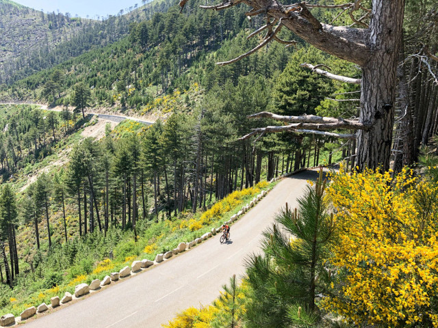cyclist climbing forested slope on raid corsica cycling challenge with marmot tours