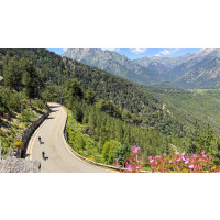 Two cyclists on a road climbing through forested mountains with pink flowers in the foreground on a Marmot Tours supported cycling holiday in Corsica